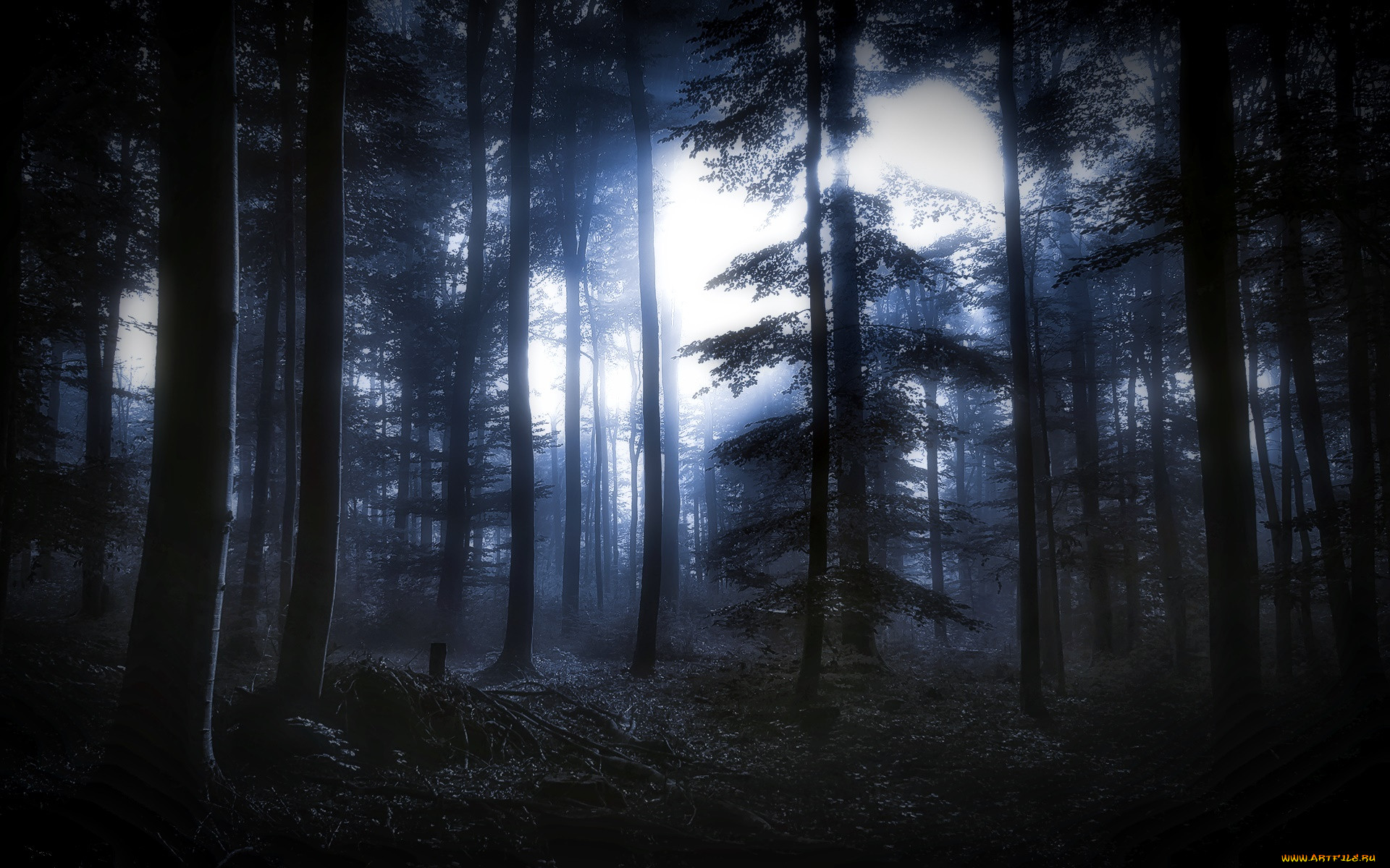 Лес ночью фото